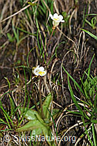 Alpen-Fettblatt (Pinguicula alpina) (19.06.2021, F183592)