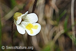 Pinguicula alpina (F183598)