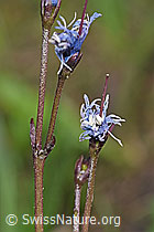 Soldanella alpina (F183603)