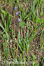 Soldanella alpina (F183608)