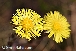 Huflattich (Tussilago farfara) (19.06.2021, F183617)