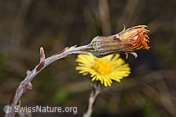 Tussilago farfara (F183619)
