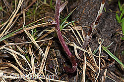 Tussilago farfara (F183621)