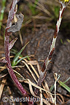 Tussilago farfara (F183622)