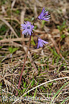 Grosses Alpenglöckchen (Soldanella alpina) (19.06.2021, F183624)