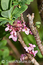 Echter Seidelbast (Daphne mezereum) (F183632)