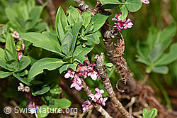 Echter Seidelbast (Daphne mezereum) (F183633)