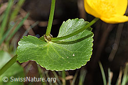 Sumpf-Dotterblume (Caltha palustris) (F183641) Sumpf-Dotterblume (Caltha palustris) (F183641)