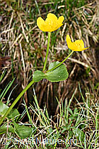 Sumpf-Dotterblume (Caltha palustris) (F183644) Sumpf-Dotterblume (Caltha palustris) (F183644)