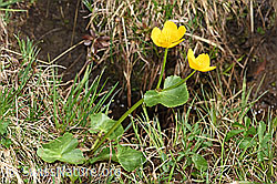 Sumpf-Dotterblume (Caltha palustris) (F183646) Sumpf-Dotterblume (Caltha palustris) (F183646)