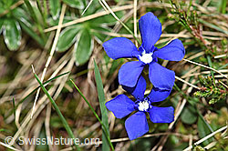 Frühlings-Enzian (Gentiana verna) (F183647) Frühlings-Enzian (Gentiana verna) (F183647)