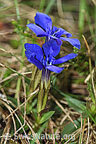 Frühlings-Enzian (Gentiana verna) (F183648) Frühlings-Enzian (Gentiana verna) (F183648)