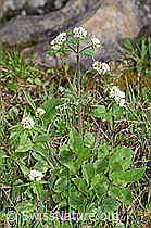 Dreiblatt-Baldrian (Valerina tripteris) (F183654) Dreiblatt-Baldrian (Valerina tripteris) (F183654)