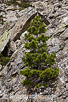 Bergföhre (Pinus mugo) (F183668)