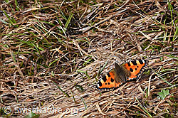 Kleiner Fuchs (Aglais urticae) (19.06.2021, F183675)