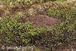Formica exsecta, anthill (F183677)