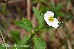 Eisenhutblättriger Hahnenfuss (Ranunculus aconitifolius) (F183678) Eisenhutblättriger Hahnenfuss (Ranunculus aconitifolius) (F183678)