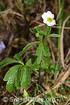 Eisenhutblättriger Hahnenfuss (Ranunculus aconitifolius) (F183681) Eisenhutblättriger Hahnenfuss (Ranunculus aconitifolius) (F183681)