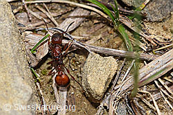 Grosse Knotenameise (Manica rubida) (F183694) Grosse Knotenameise (Manica rubida) (F183694)