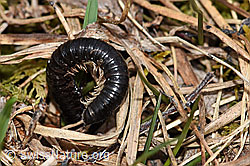 Schwarzer Schnurfüsser (Tachypodoiulus niger). (19.06.2021, F183704)