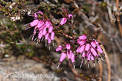 Photo: Erica carnea