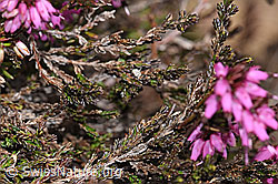 Photo: Erica carnea