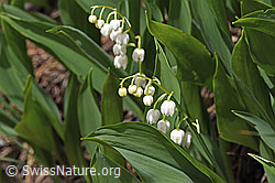 Maiglöckchen (Convallaria majalis) (F183769) Maiglöckchen (Convallaria majalis) (F183769)