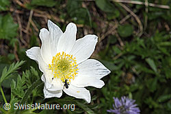 Foto: Weisse Alpen-Anemone (Pulsatilla alpina)