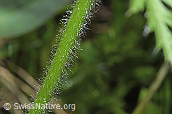 Foto: Weisse Alpen-Anemone (Pulsatilla alpina)