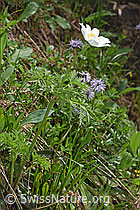 Foto: Weisse Alpen-Anemone (Pulsatilla alpina)