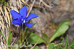Gentiana verna (F183796)