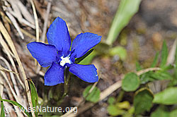 Frühlings-Enzian (Gentiana verna) (19.06.2021, F183797)