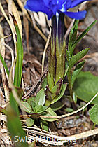 Gentiana verna (F183798)