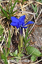 Frühlings-Enzian (Gentiana verna) (19.06.2021, F183800)