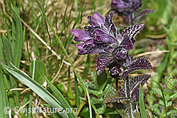 Bartsia alpina (F183801)