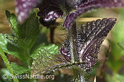 Bartsia alpina (F183803)