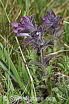 Bartsia alpina (F183804)