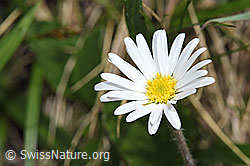 Alpenmasslieb (Aster bellidiastrum) (19.06.2021, F183810)