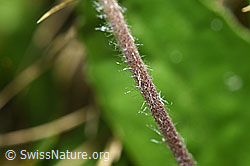 Alpenmasslieb (Aster bellidiastrum) (F183811) Alpenmasslieb (Aster bellidiastrum) (F183811)