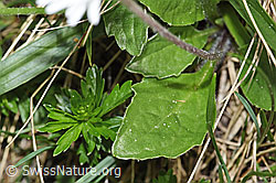 Alpenmasslieb (Aster bellidiastrum) (F183812) Alpenmasslieb (Aster bellidiastrum) (F183812)