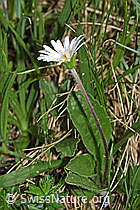 Alpenmasslieb (Aster bellidiastrum) (19.06.2021, F183813)