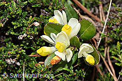 Buchsblättrige Kreuzblume (Polygala Chamaebuxus) (19.06.2021, F183820)