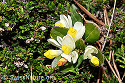 Polygala Chamaebuxus (F183822)