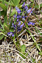 Polygala alpestris (F183828)