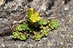 Alpen-Mauerpfeffer (Sedum alpestre) (19.06.2021, F183837)