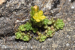 Sedum alpestre (F183838)