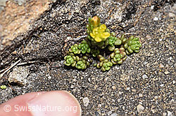 Alpen-Mauerpfeffer (Sedum alpestre) (19.06.2021, F183839)