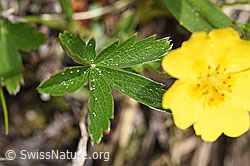 Gold-Fingerkraut (Potentilla aurea) (F183843) Gold-Fingerkraut (Potentilla aurea) (F183843)