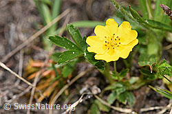 Gold-Fingerkraut (Potentilla aurea) (F183845) Gold-Fingerkraut (Potentilla aurea) (F183845)