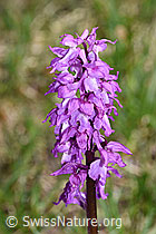 Orchis mascula (F183846)